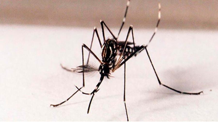 Baixada Santista registra mais duas mortes por dengue