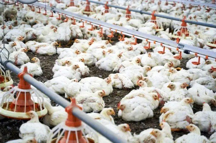 Brasil confirma 1º foco de gripe aviária em granja comercial e decreta emergência por 60 dias