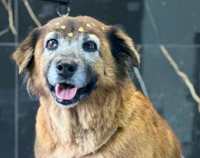 Dono de buffet oferece festa de graça para quem encontrar cachorrinha desaparecida