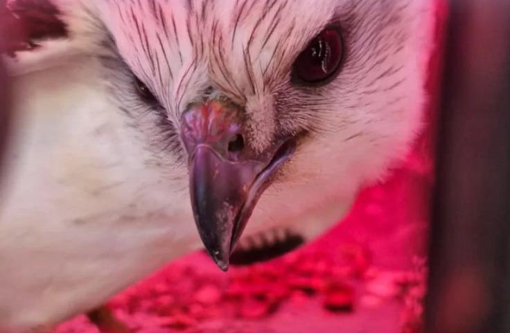 Gavião fica ferido após se chocar contra vidraça e é resgatado por agentes ambientais