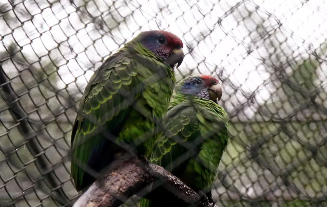 Gaviões, papagaios, maritaca e falcão são furtados do Orquidário de Santos, SP