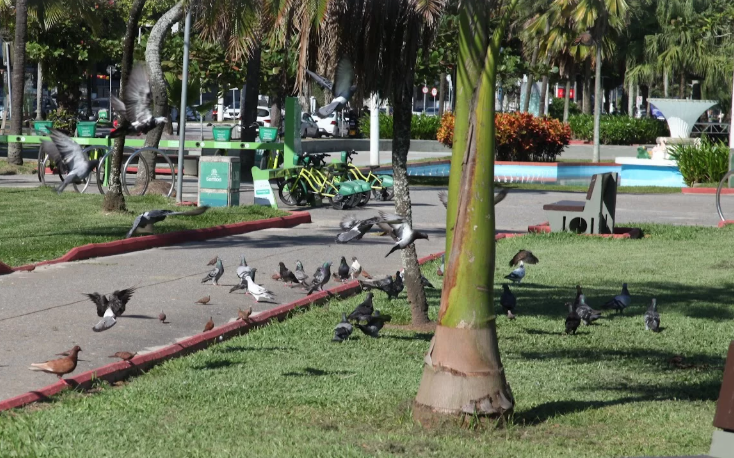 Santos realiza fiscalização para prevenir descontrole na população de pombos