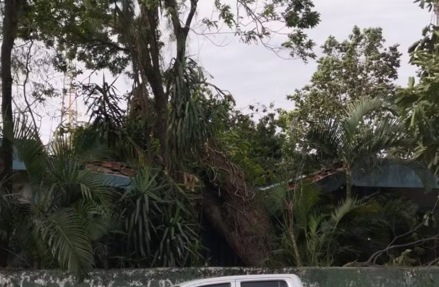 Mulher é atacada por enxame de abelhas após queda de árvore com colmeia em SP