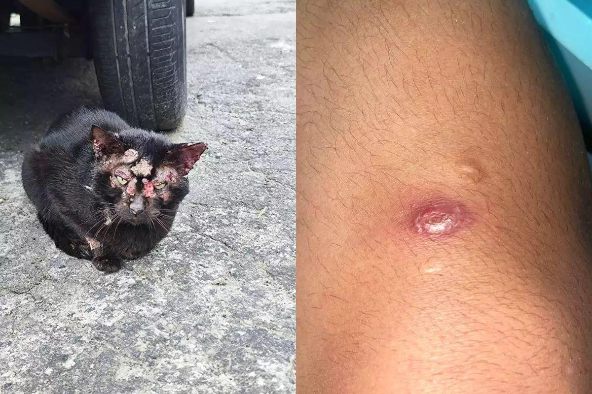 Pessoas e gatos em Santos são infectados por doença transmitida por fungos; esporotricose causa feridas na pele