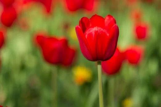 Santos fornecerá cordão com tulipa vermelha a pessoas com Parkinson