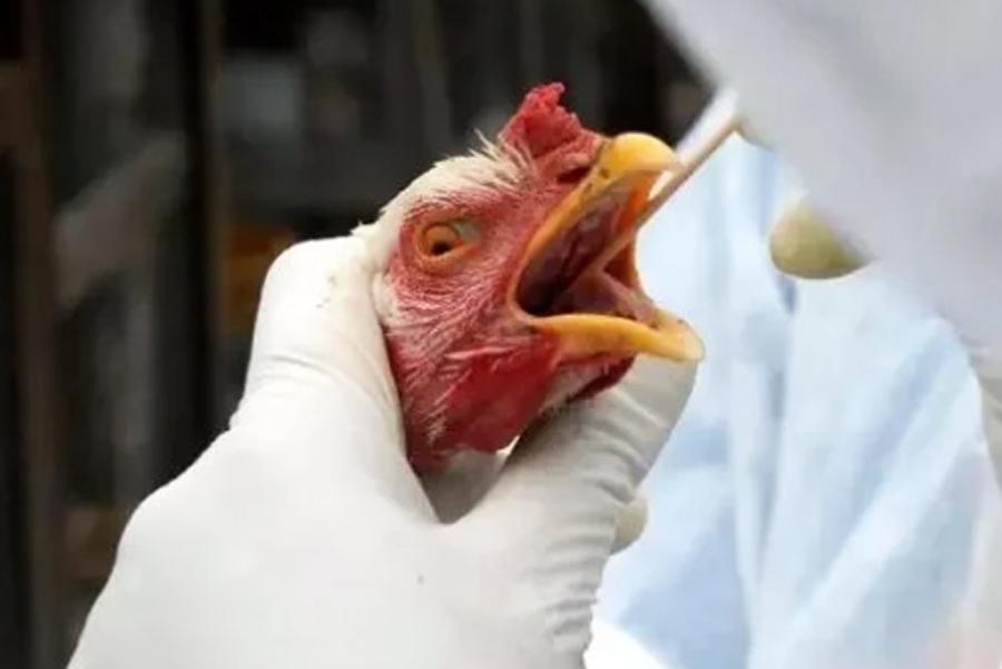 São Paulo registra caso de gripe aviária em aves no Parque do Ibirapuera