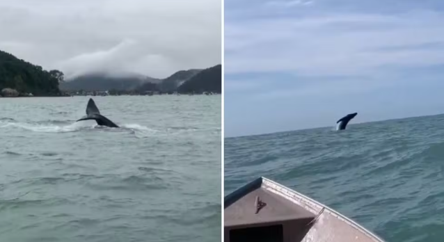 Mãe e filhote de baleia-jubarte dão show no mar e surpreendem pescadores em Guarujá; VÍDEO