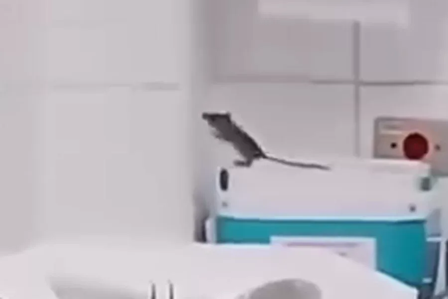 Rato é flagrado em sala para recém-nascidos em hospital de Praia Grande; VÍDEO