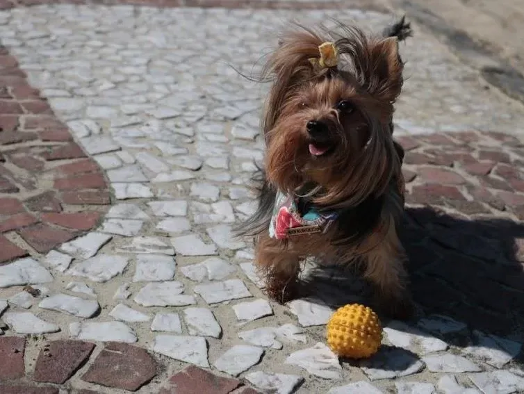 Santos proíbe condomínios de barrar cães e gatos em unidades e áreas comuns