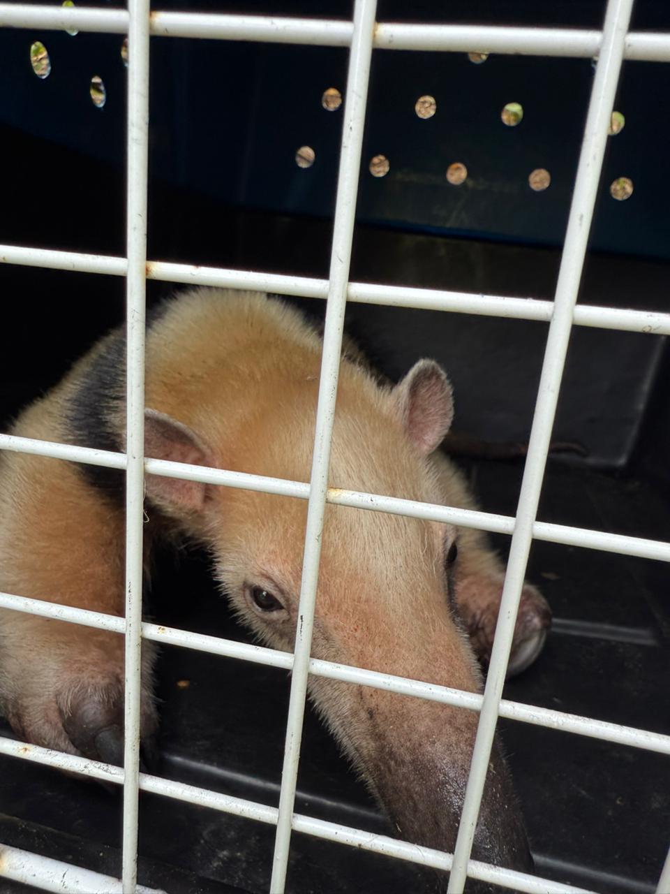 Grupamento de Defesa Ambiental resgata duas aves e um tamanduá-mirim em Guarujá