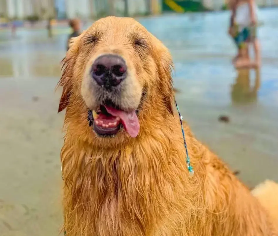 Cachorro viraliza na internet após fazer 'tererê' em praia de Guarujá; VÍDEO