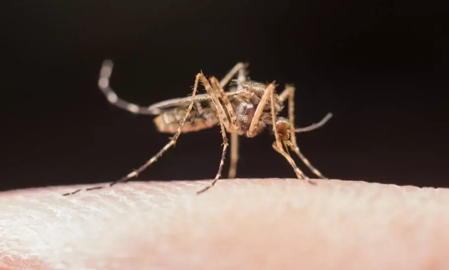 Estado de São Paulo registra a primeira morte por dengue em 2026