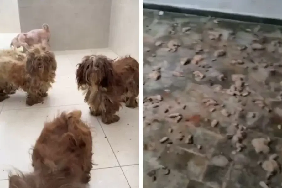 Oito cães são resgatados em situação de maus-tratos em casa no Embaré, em Santos; VÍDEO